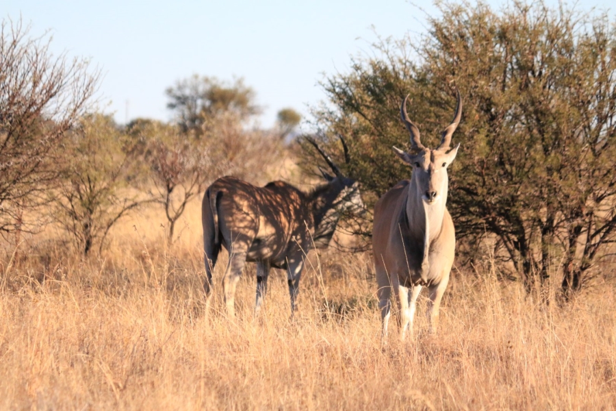 Commercial Property for Sale in Lekwena Wildlife Estate North West